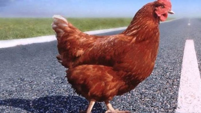 manca mais e mangime allevatori macellano galline uova a rischio