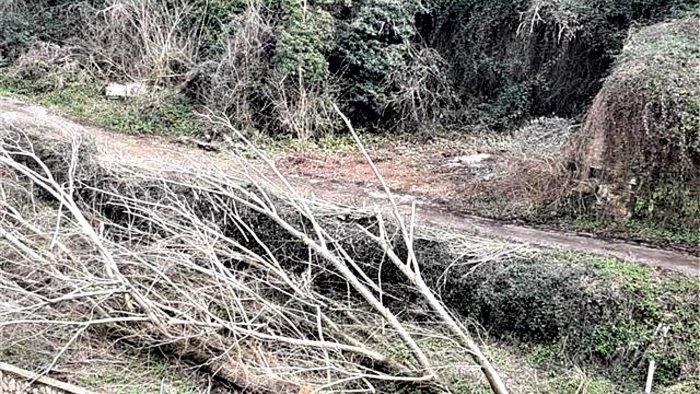 fermato il taglio degli alberi al parco del fenestrelle