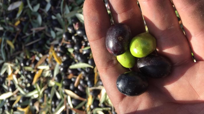 chieuti la porta della puglia alla ricerca dell imballaggio di olio e miele