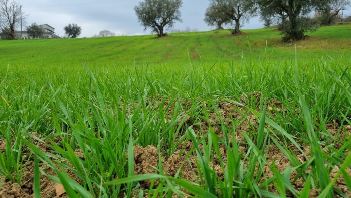 la pro loco anticipa tutti e lancia la produzione di grano