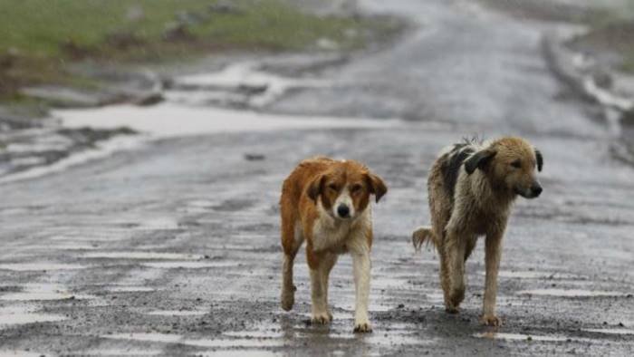 mercato san severino comune pet friendly riapre il canile comunale