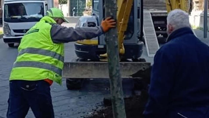 cava de tirreni piantumati i primi 4 platani in viale garibaldi