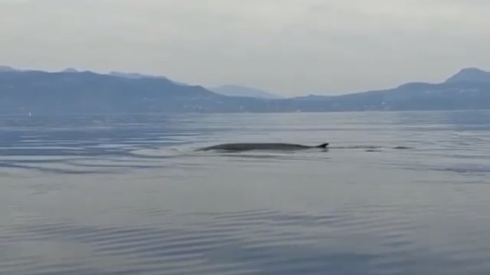 cilento due balenottere a largo di palinuro