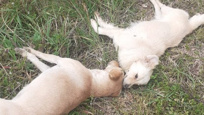 gesto infame ad ariano due mamme avvelenate e i loro cuccioli rimasti orfani