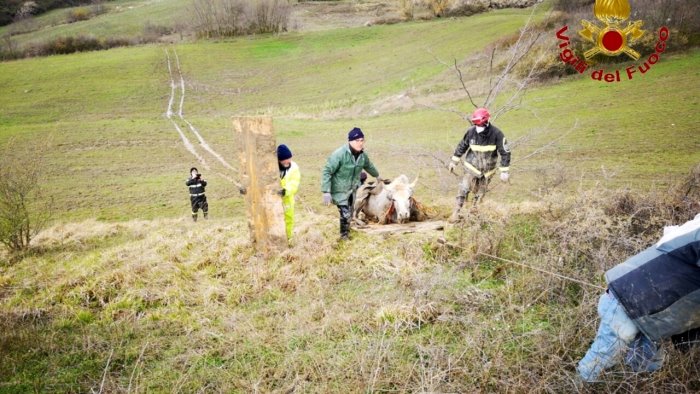 mucca resta bloccata in un torrente salvata dopo due giorni