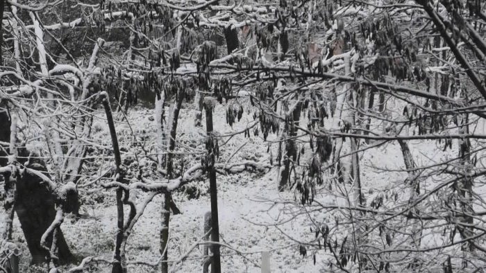 la coda dell inverno non giova all agricoltura primi danni alle coltivazioni