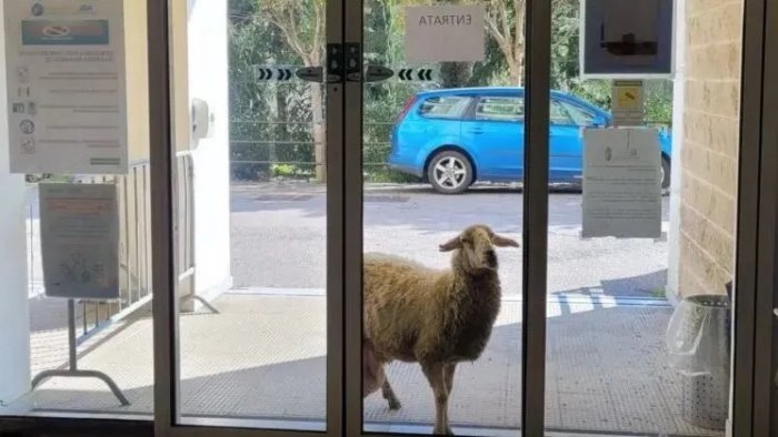 una pecora al pronto soccorso di agropoli la foto diventa virale sui social