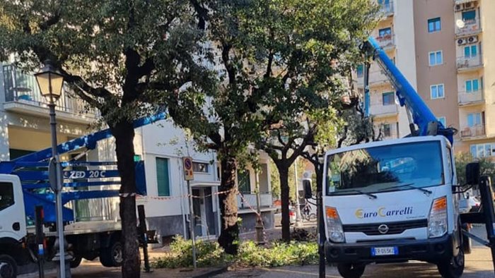 manutenzione del verde a salerno nuovi interventi a torrione