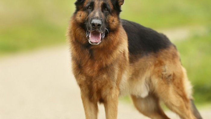 cane abbandonato in autostrada pastore tedesco salvato in extremis