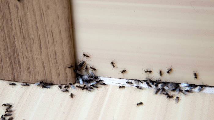 invasione di formiche nella scuola elementare a giovi l attacco del codacons