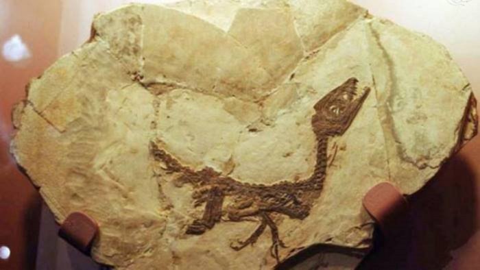 Dinosauro Ciro ricostruiti in 3D gli organi interni Ottopagine