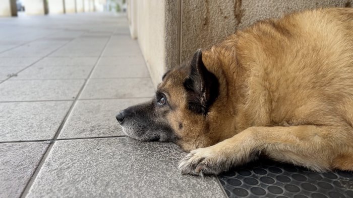 avellino il cane pippo e salvo il sindaco sara libero ma accudito