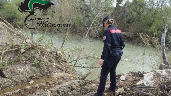 eboli sequestrata un azienda bufalina abusiva bestiame denutrito