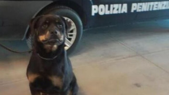 avellino coca in carcere 25 dosi scoperte dal cane spike nel reparto femminile