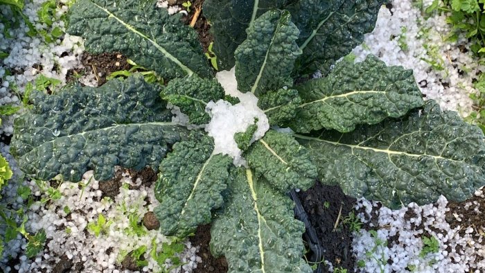 grandine coldiretti campagne dell agro nocerino flagellate