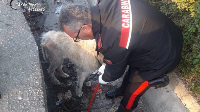 pastore maremmano legato con una catena salvato dai carabinieri