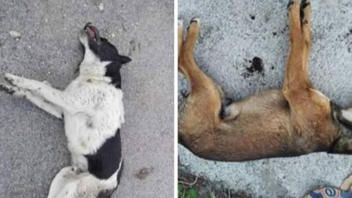 due cani morti avvelenati squallido gesto a serino