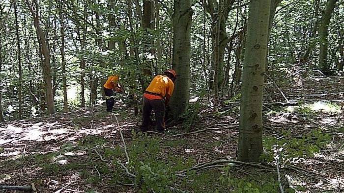 forestali cisl ripresa attivita lavorativa in sicurezza