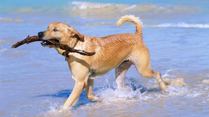 a spasso col cane sul lungomare scattano le maxi multe