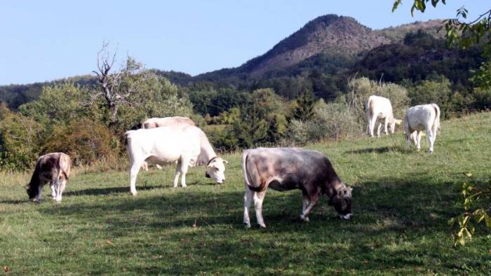 mucche e cavalli pascolano abusivamente ad aquilonia