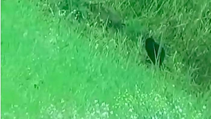 grosso felino avvistato a torrecuso l avviso del sindaco