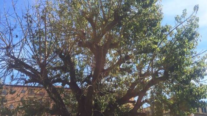 un albero d ulivo per celebrare la domeniche delle palme