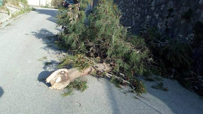 un albero caduto e lasciato abbandonato a se stesso