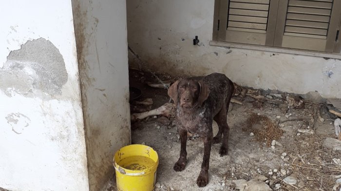 cane alla catena in condizioni pietose liberato