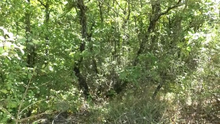 torturato ed impiccato ad un albero in aperta campagna