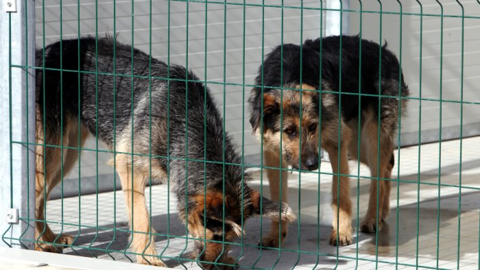 corbara avvelenati e uccisi 5 cani e alcuni gatti