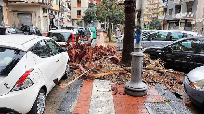 cura del verde pubblico a salerno avella ok assegnazione del servizio