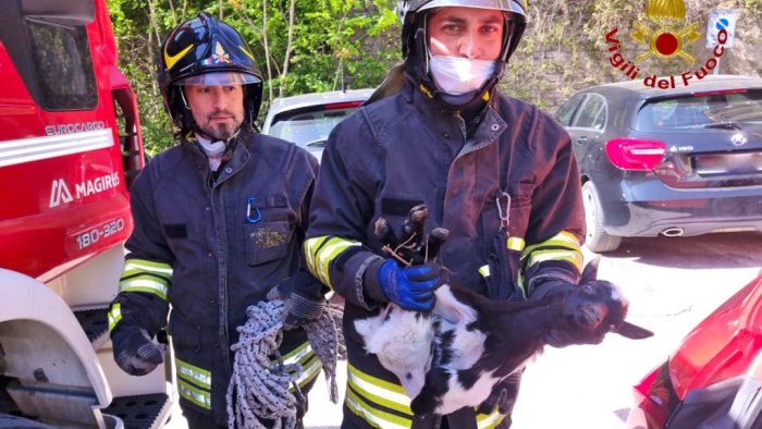 capretta nella scarpata salvata dai vigili del fuoco si cerca il proprietario