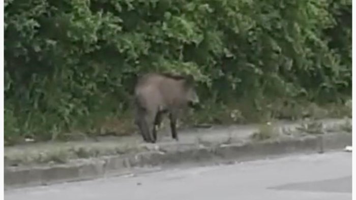 via paolella la tranquilla passeggiata serale di un cinghiale