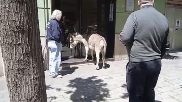 salerno asinello tenta di entrare in un portone in via manganario