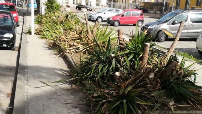 de stasio scempio in viale san lorenzo falcidiate le palme