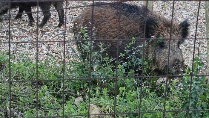 cinghiali detenuti illegalmente assolto 44enne di moiano