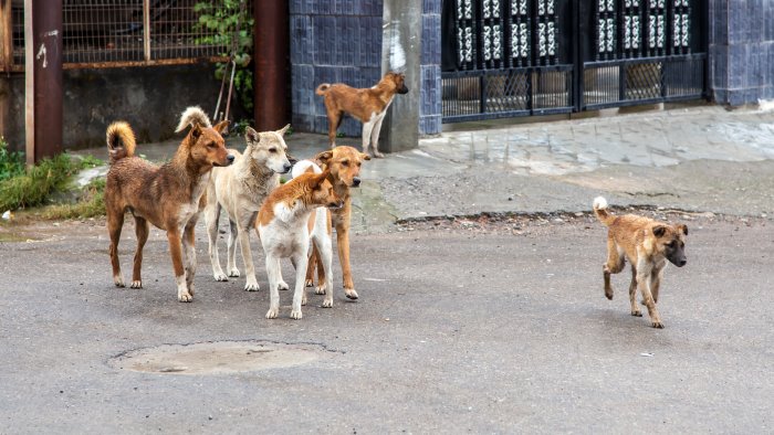 aggredito da un branco di cani randagi 53enne ferito in ospedale ad avellino