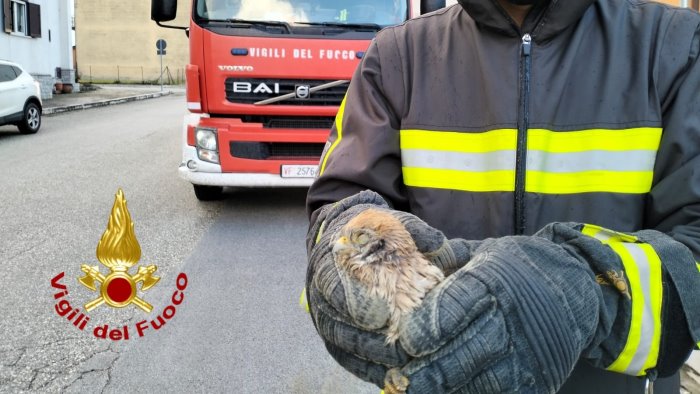 falchetto ferito sul ciglio della strada soccorso dai vigili del fuoco