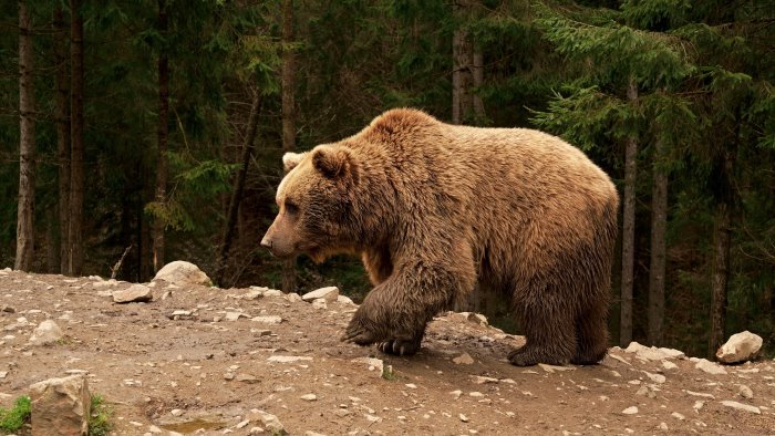 adozione orsi del trentino nel partenio commossa per sensibilita di giuditta