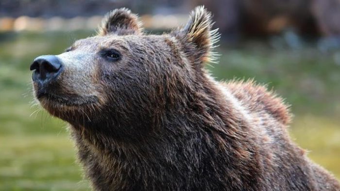 vogliamo gli orsi di trento nei nostri parchi sindaci campani in campo per jj4