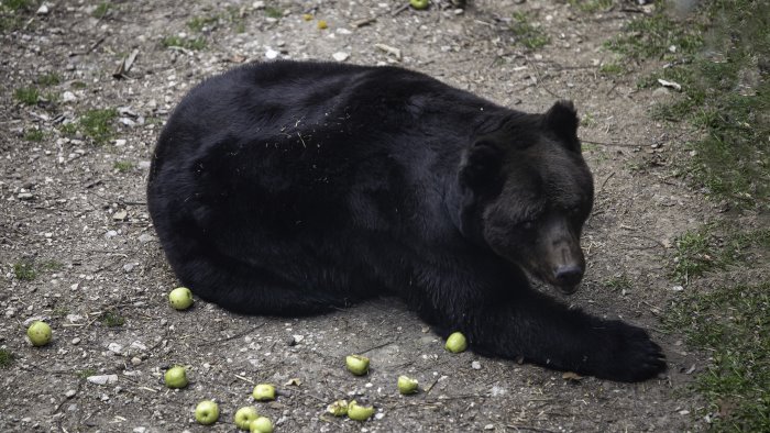 gli orsi del trentino nel parco del partenio iovino decide il ministero