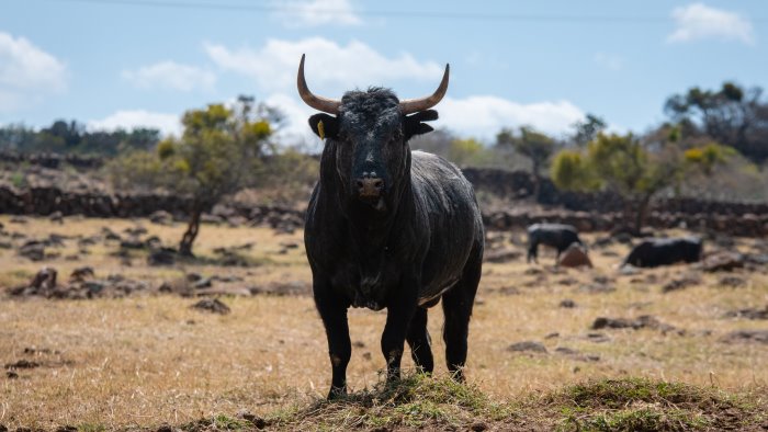 incornato da un toro 30enne cilentano ricoverato in gravi condizioni