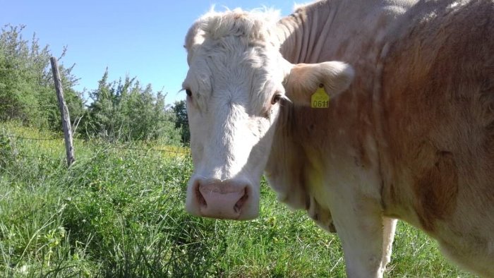 l irpinia e la valorizzazione dei pascoli nelle aree interne ecco bisaccia