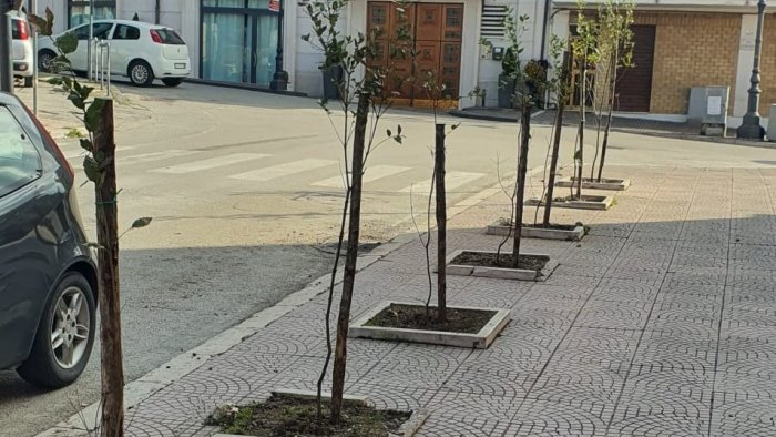 verde paesaggistico al via la piantumazione di 223 alberi a grottaminarda