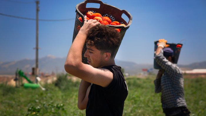 click day campania boom di richieste di migranti in agricoltura e edilizia