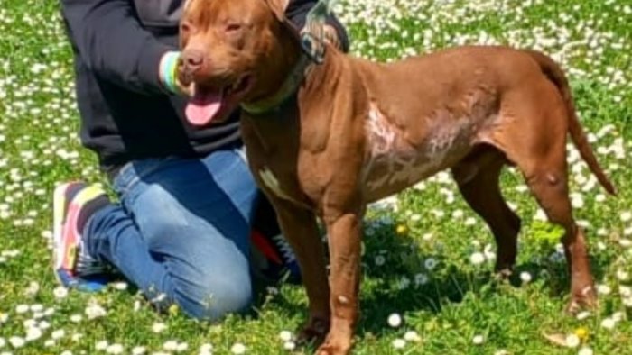 e salvo jigen il pitbull bruciato vivo a giugliano per lui una nuova vita