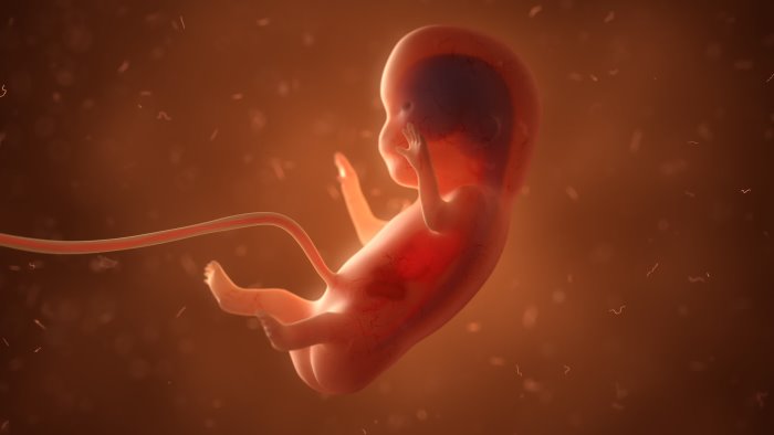 orrore alla borghesiana dopo l aborto mette il feto nel freezer