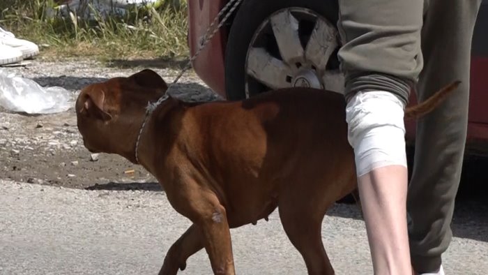 bimbo ucciso da pitbull a eboli gli animalisti non sopprimete i cani