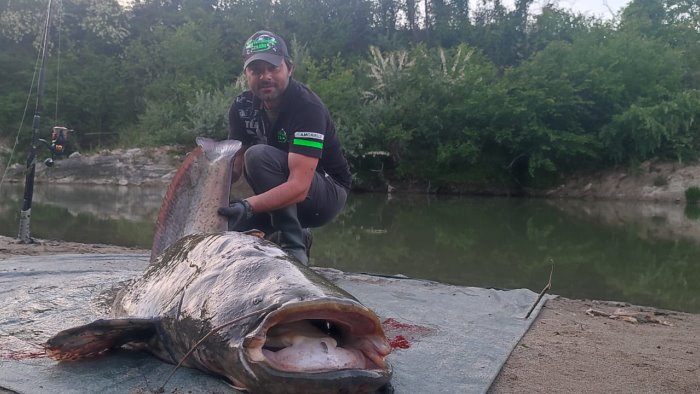 pesce siluro di 2 metri e 43 centimetri catturato nel fiume calore a benevento