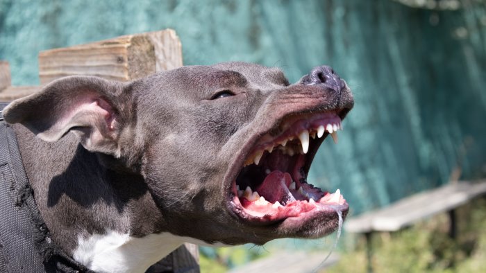 pitbull terrorizza turisti al bar in litoranea a eboli